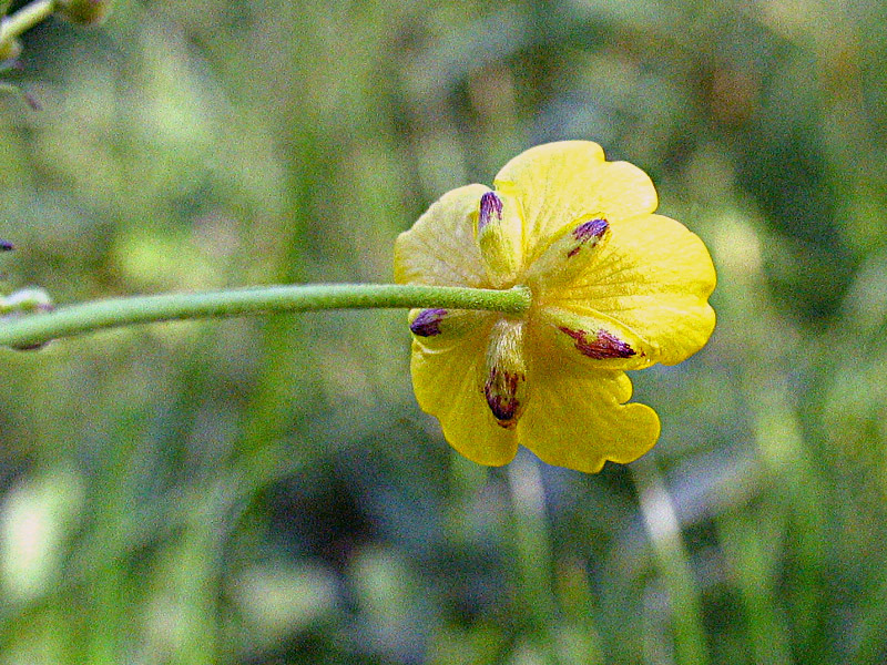 Ranunculus acris L / Ranuncolo comune